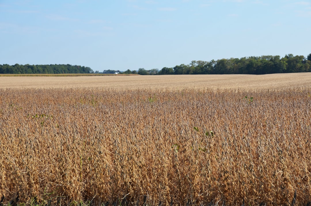 Soybean agriculture — the source of the most common budget chili crisp oil — Flavor Index Lab