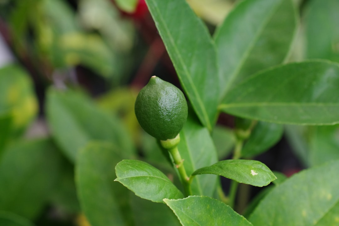 Sichuan pepper plant in the citrus family — Zanthoxylum genus — Flavor Index Lab